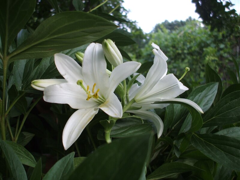 White Lily Flower — Calm, Afternoon