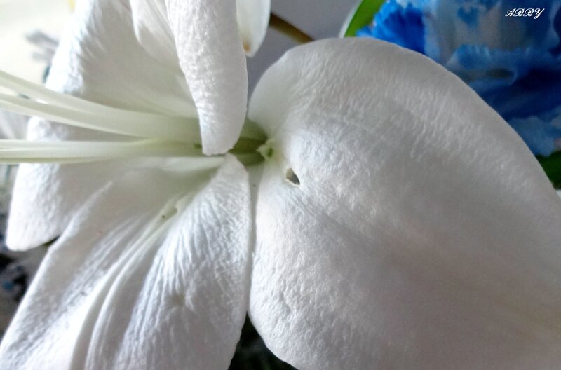 White Lily Flower — Calm, Photograph, Blue Flower
