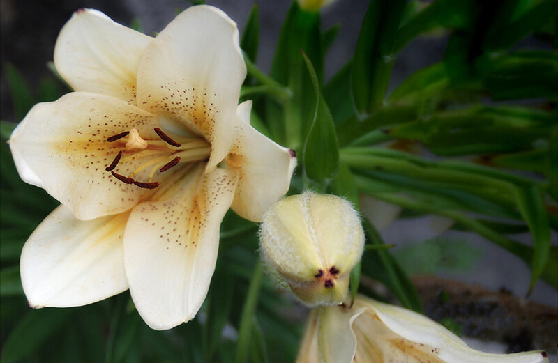 White Lily Flower — Calm, Photograph, Bud