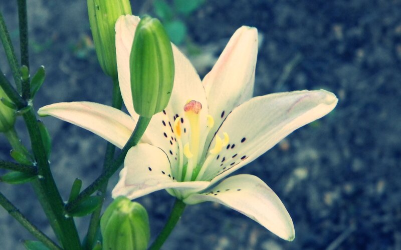 White Lily Flower — Calm, Photograph, Buds