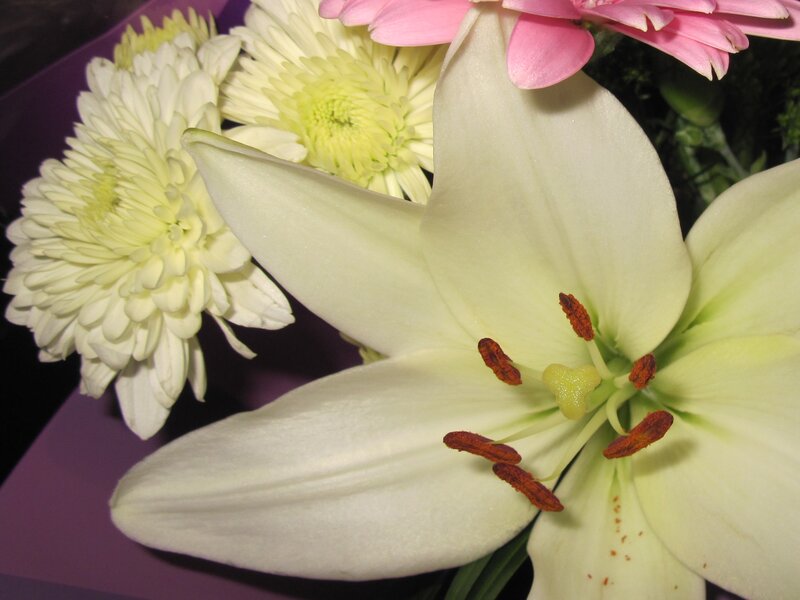 White Lily Flower — Calm, Photograph, Chrysanthemum