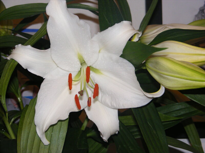 White Lily Flower — Calm, Photograph, Green Leaves, Flower Buds, Green