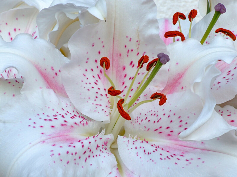 White Lily Flower — Calm, Photograph, Petals
