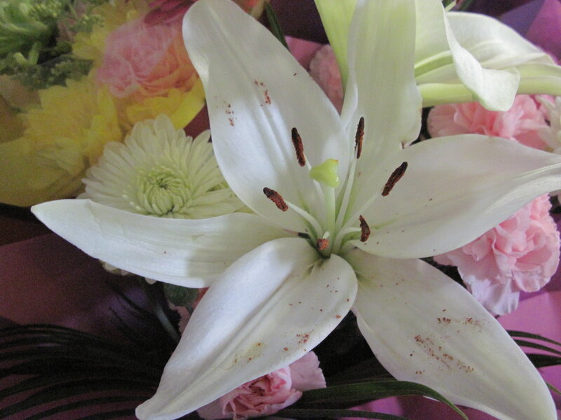 White Lily Flower — Calm, Photograph, Pink Carnations
