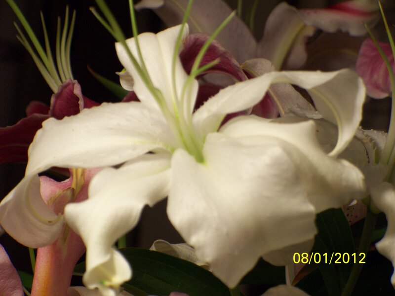 White Lily Flower — Calm, Photograph, Purple Flowers
