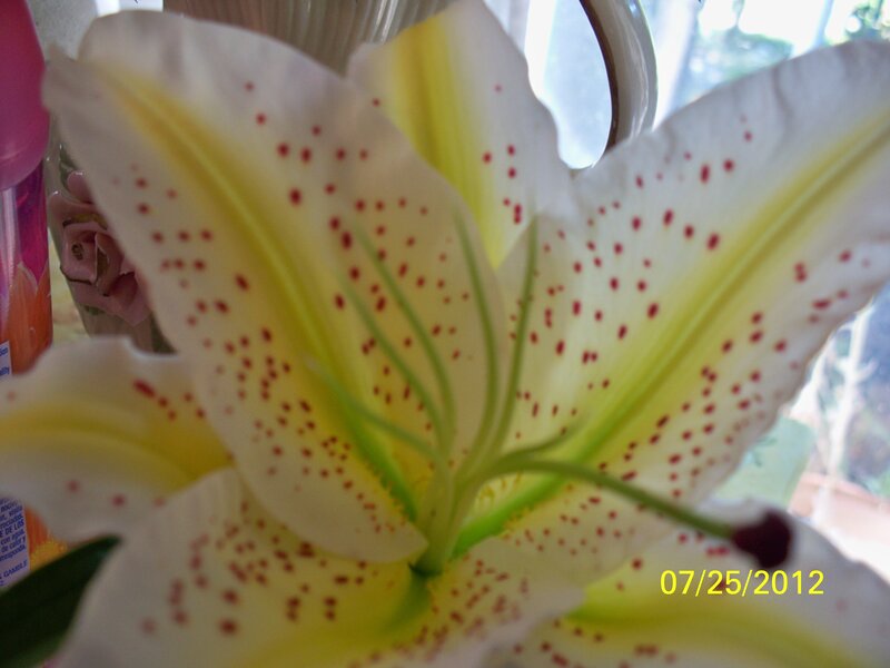 White Lily Flower — Calm, Photograph, Red Spots