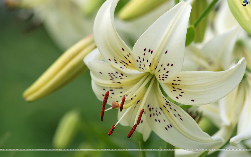 White Lily Flower — Calm, Photograph, Spotted Petals