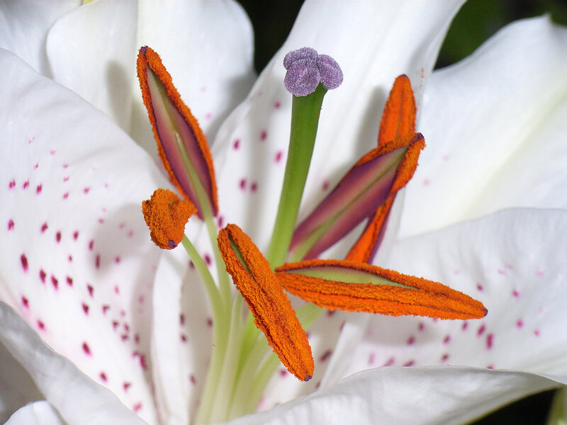 White Lily Flower — Calm, Photograph, Stamen