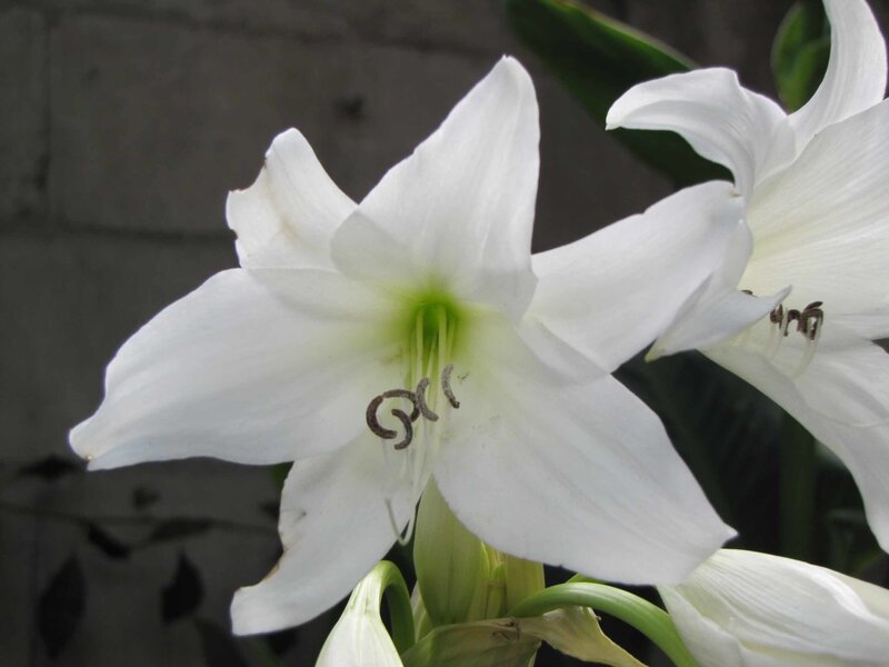 White Lily Flower — Calm, Photograph