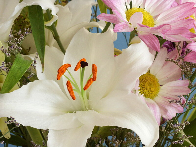 White Lily Flower — Calm, Spring