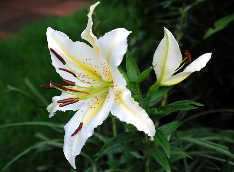 White Lily Flower — Calm