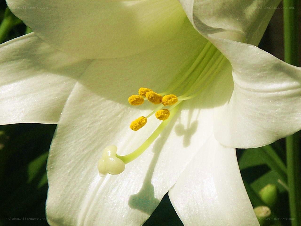 white lily flower close-up