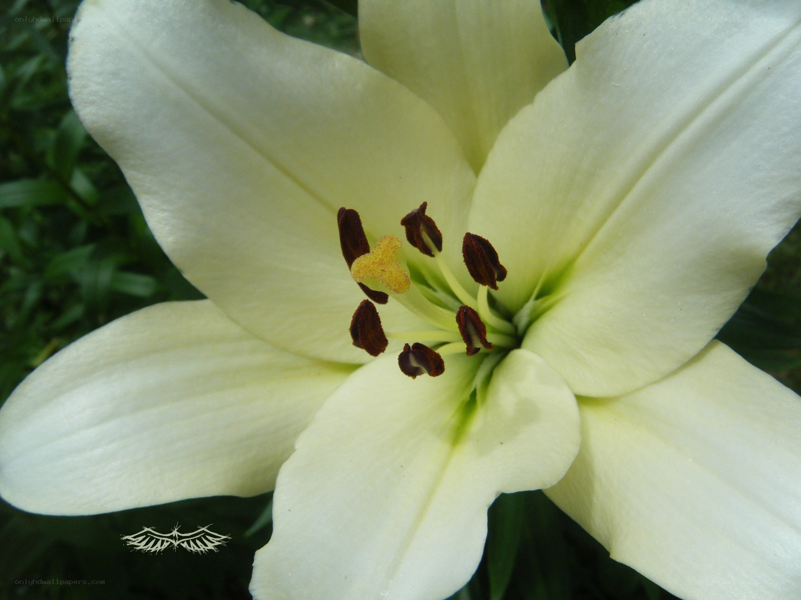white lily flower close-up
