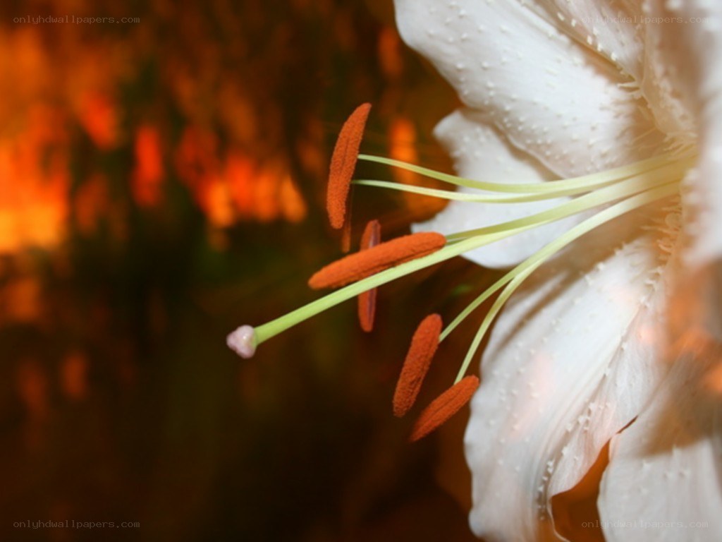 white lily flower close-up
