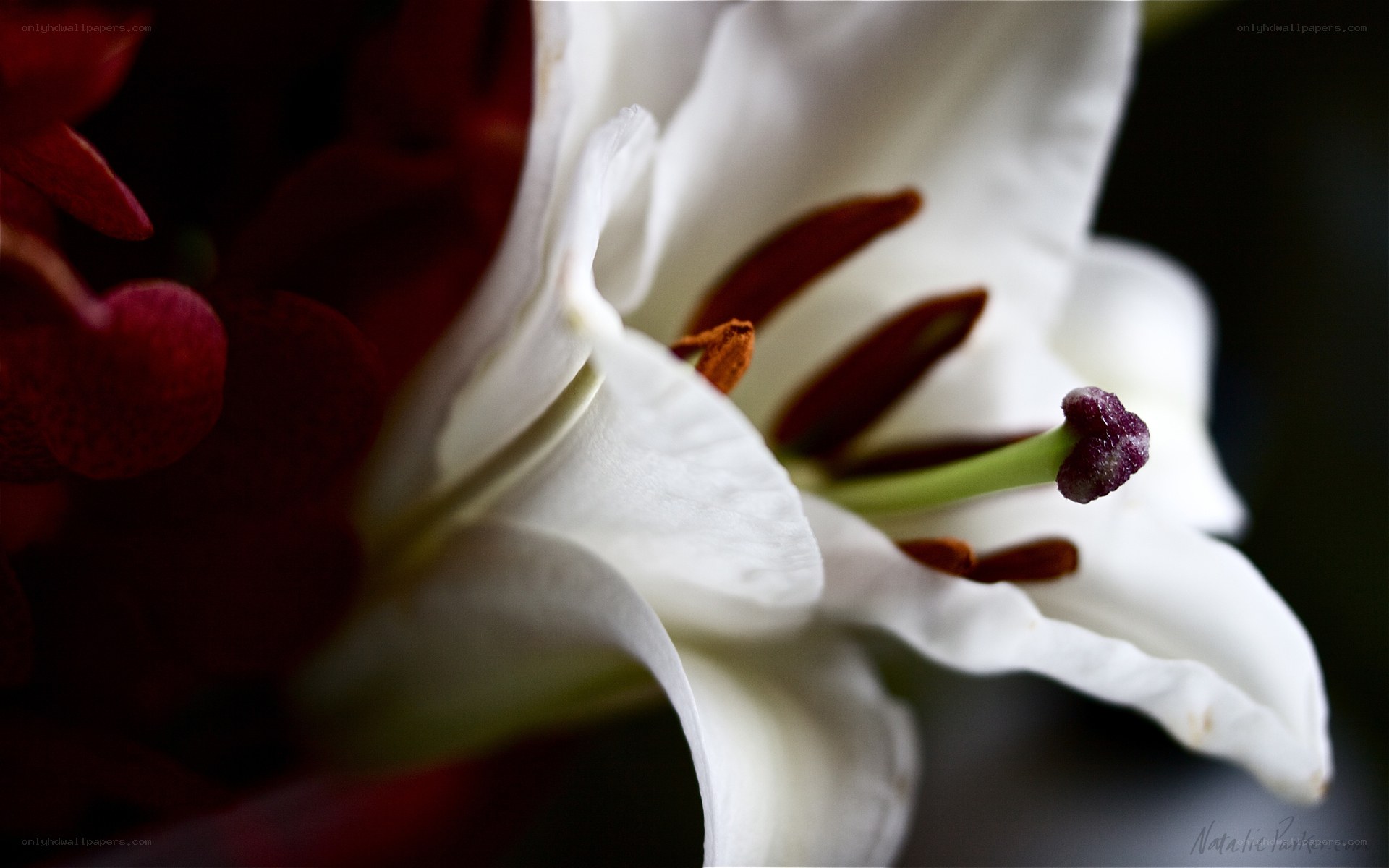 white lily flower close-up