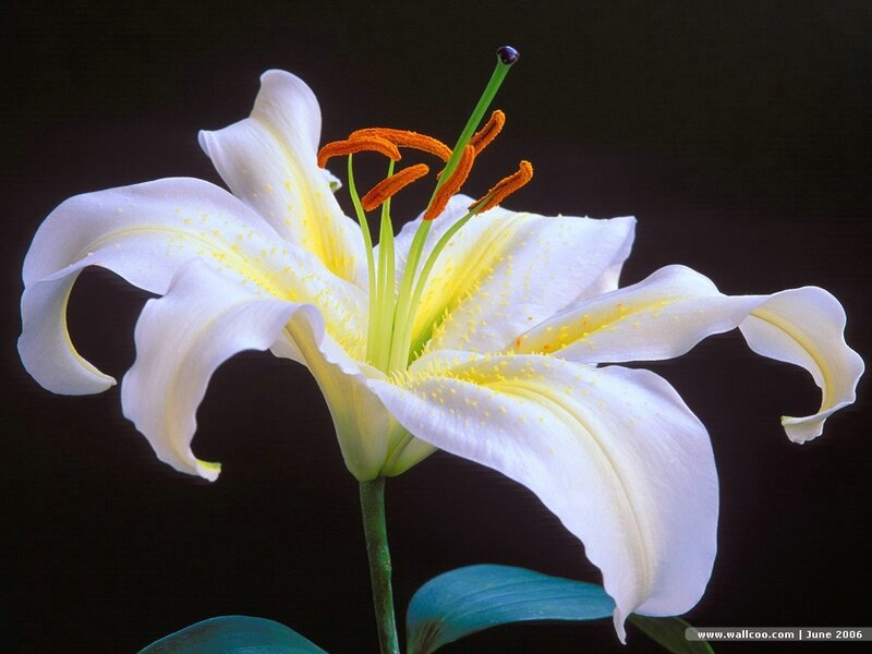White lily flower close-up