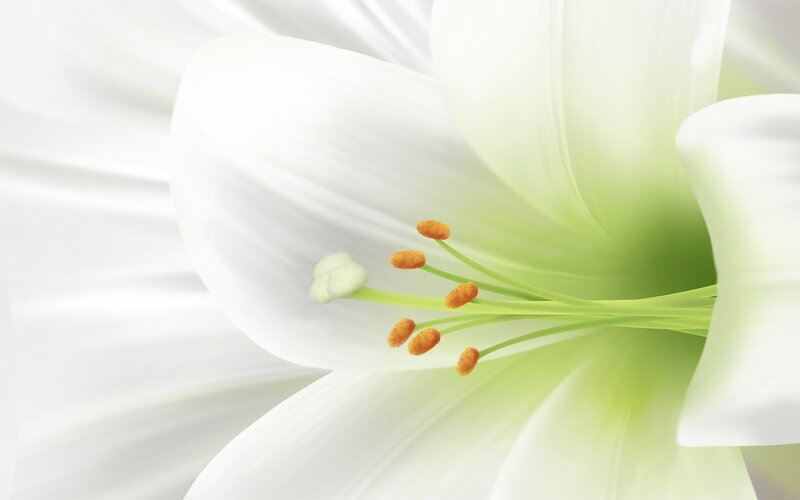 white lily flower close-up