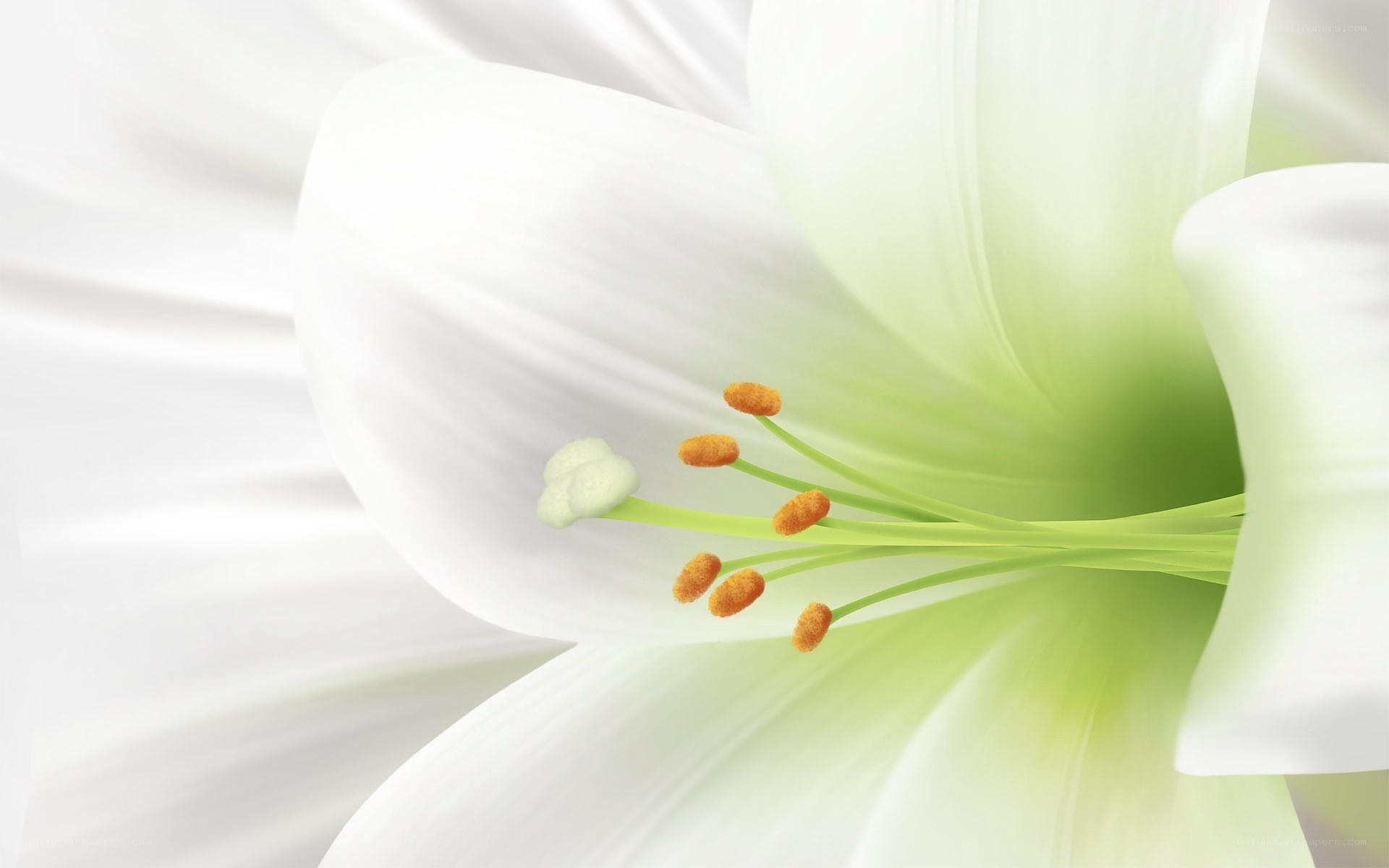 white lily flower close-up