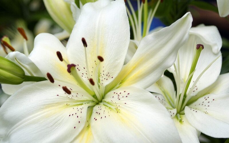 white lily flower close-up