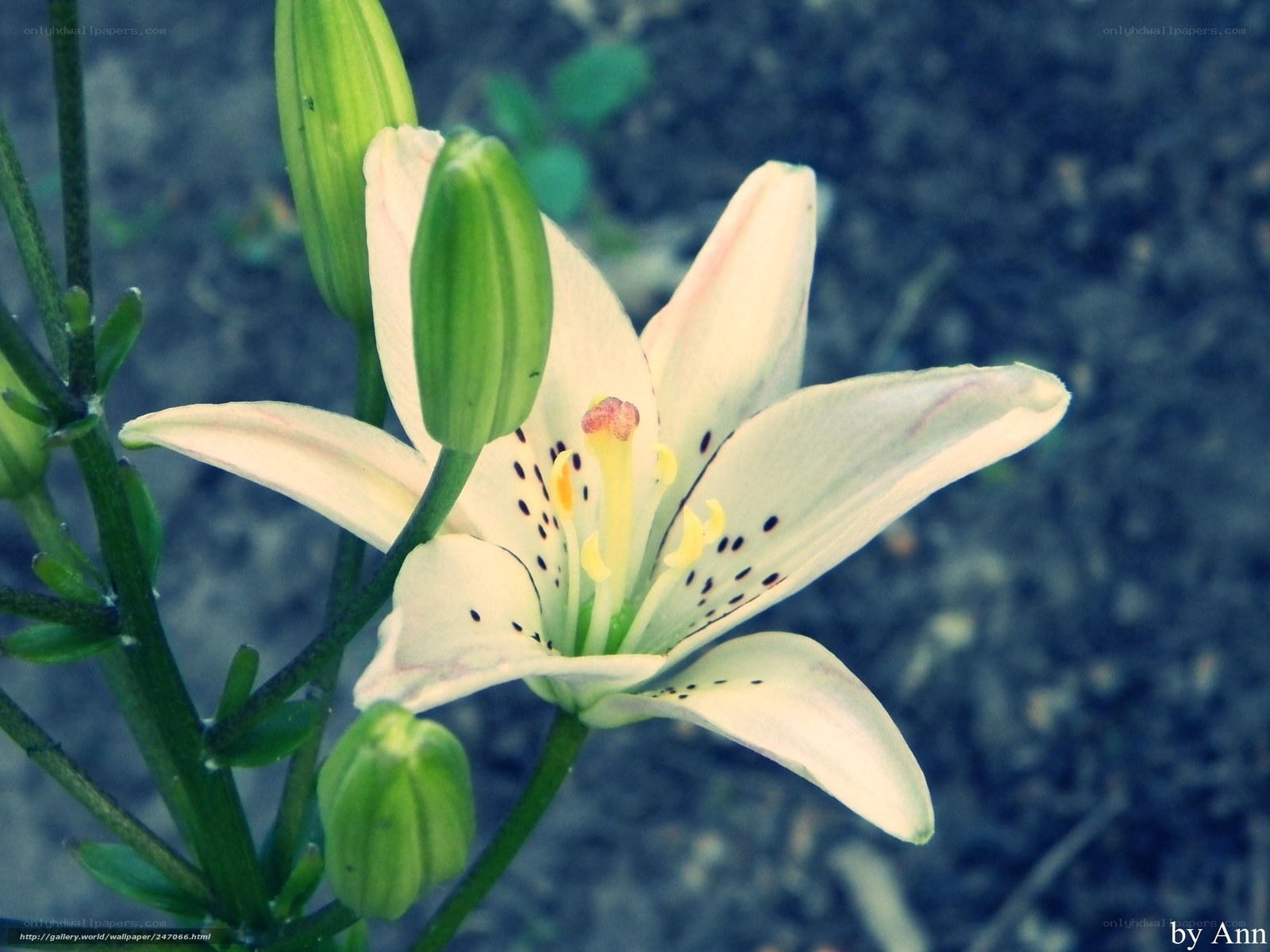 white lily flower close-up