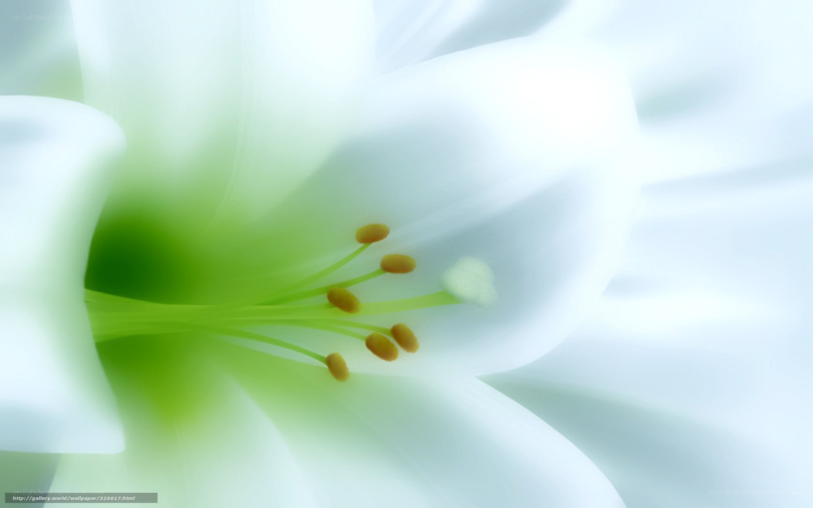 white lily flower close-up