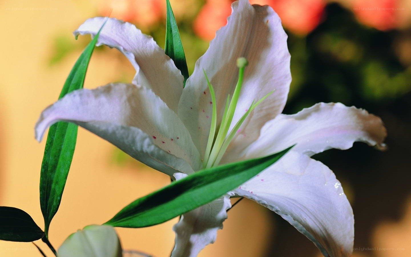 White lily flower close-up