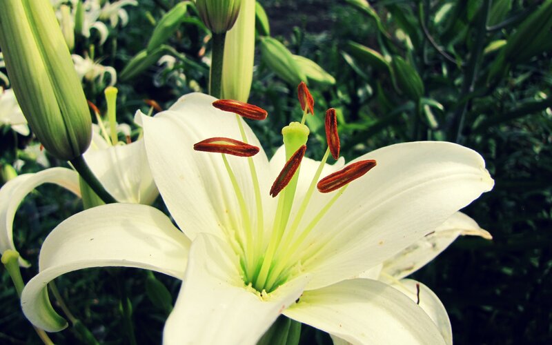 white lily flower close-up