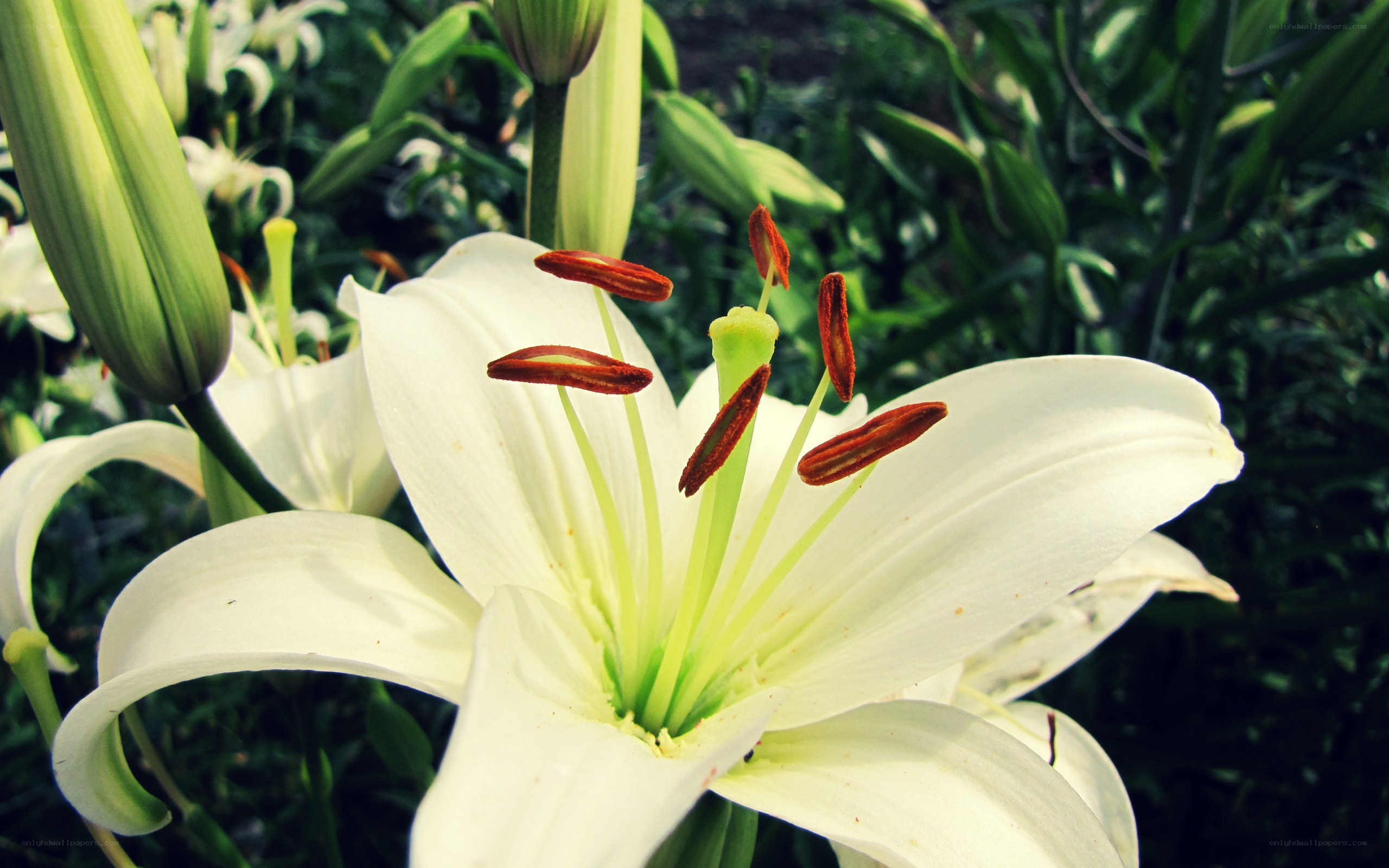 white lily flower close-up