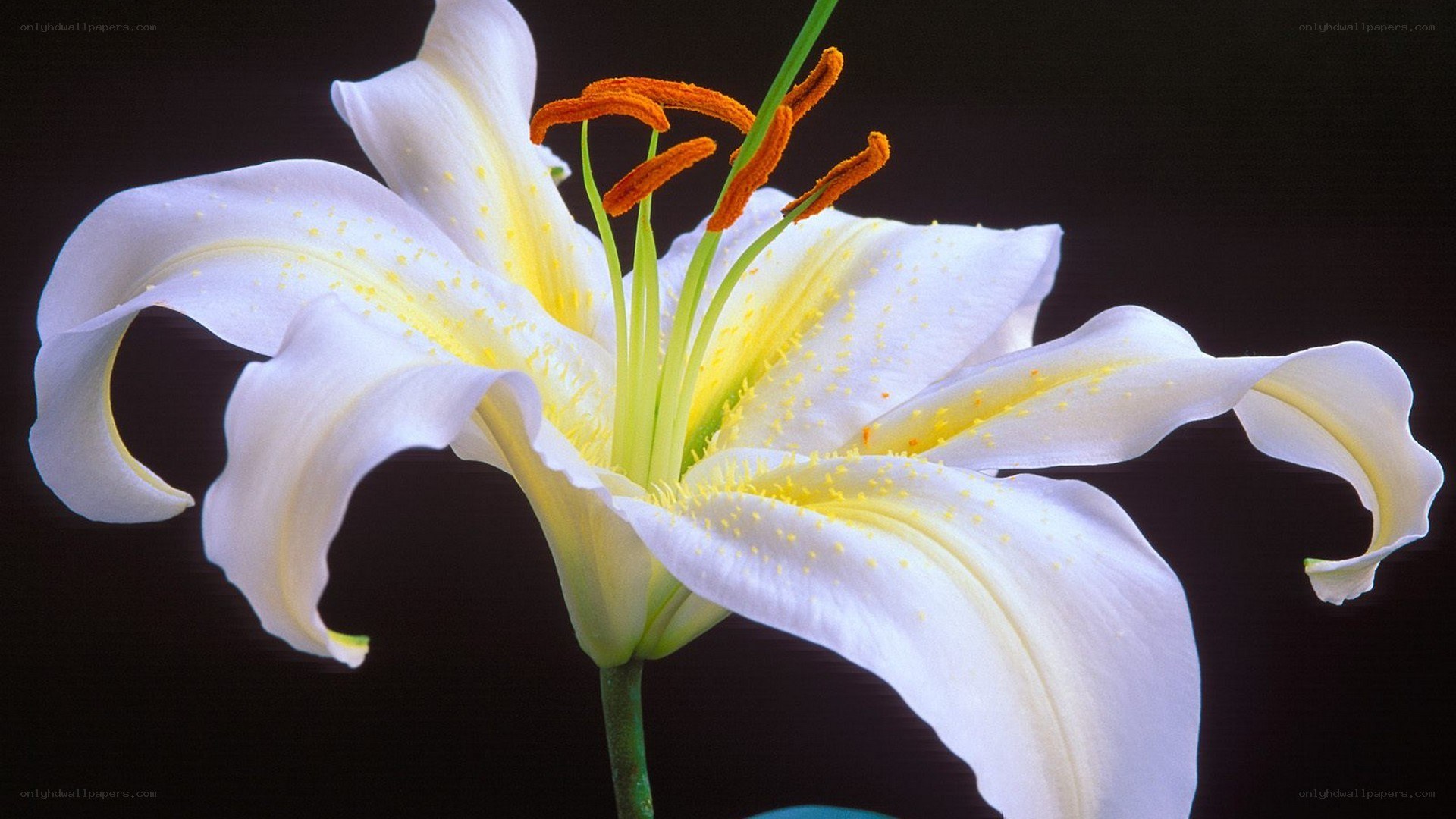 white lily flower close-up
