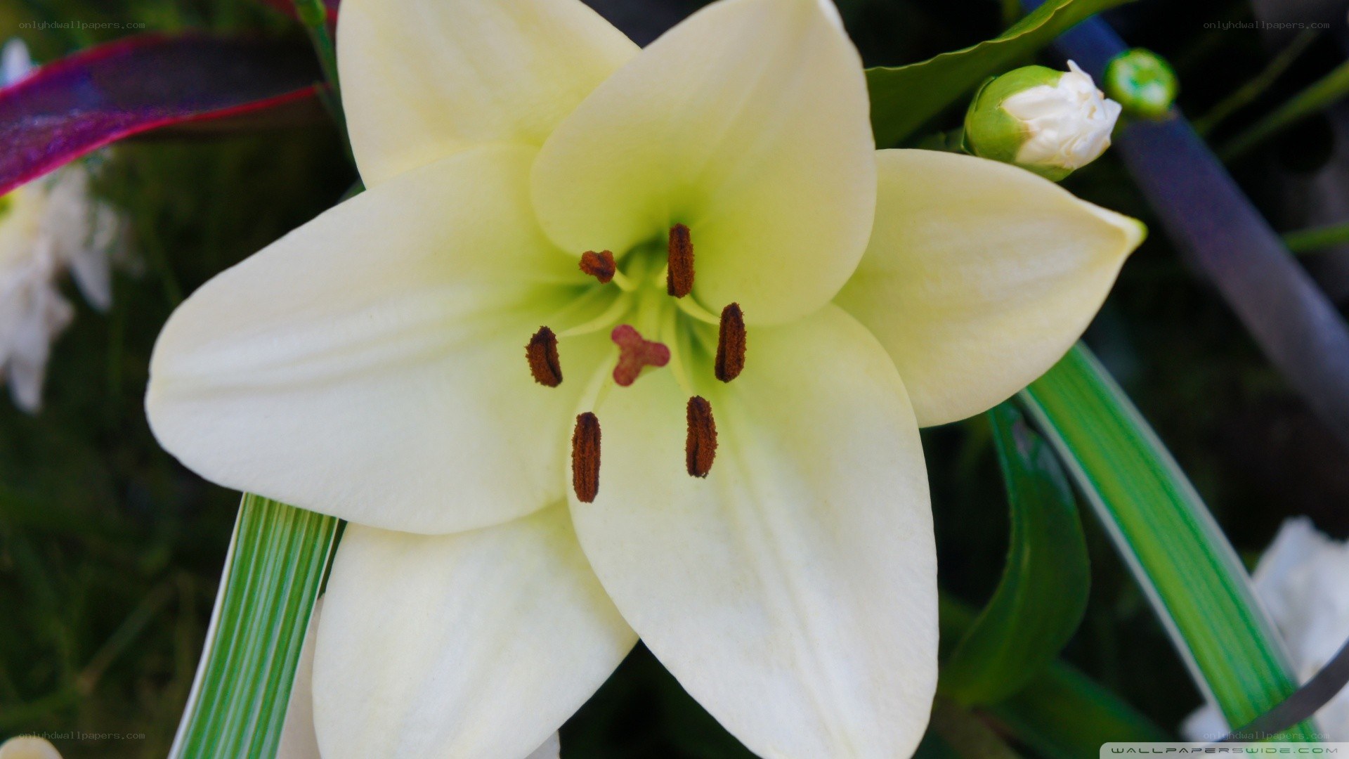 white lily flower close-up