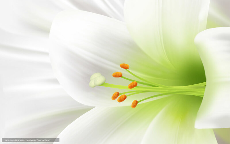 white lily flower close-up