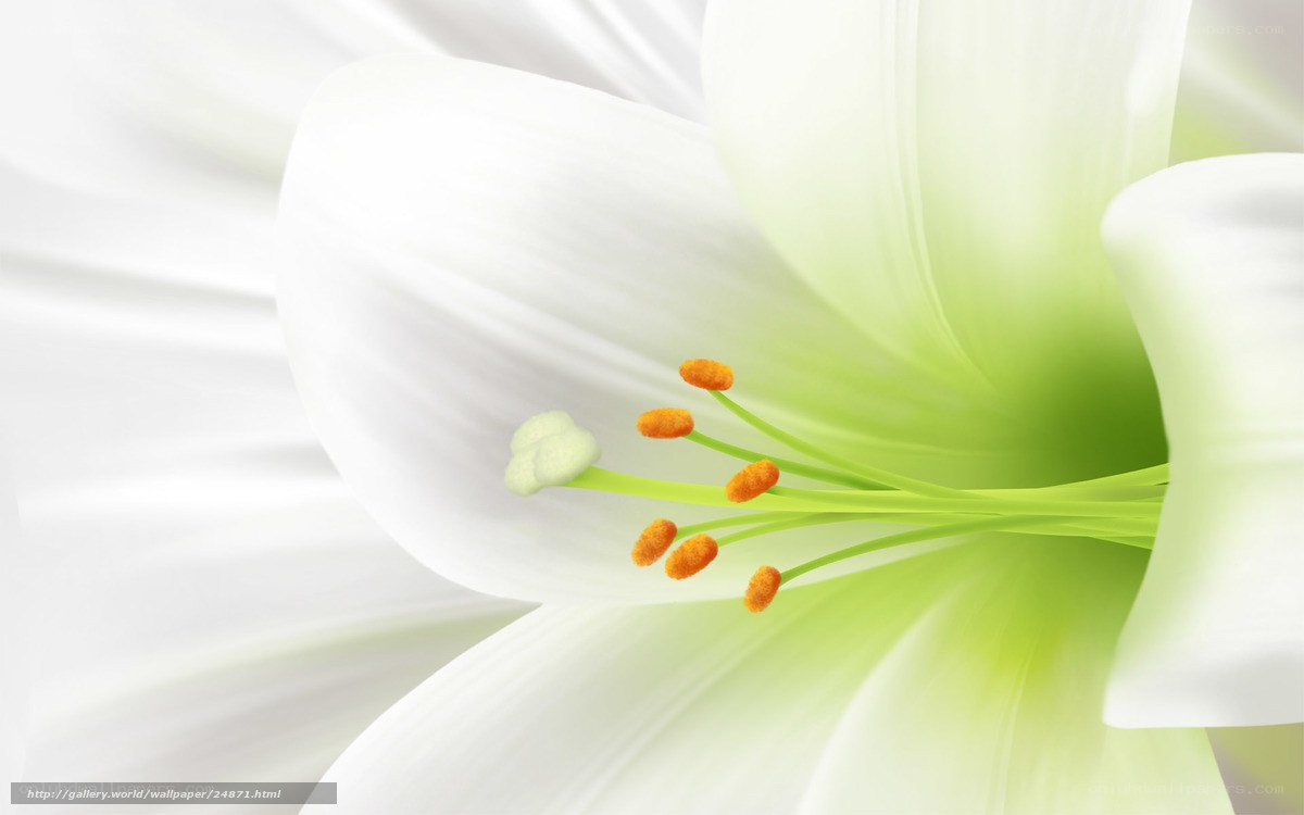white lily flower close-up
