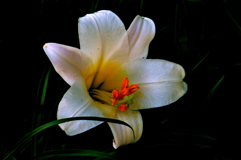 White Lily Flower — Dramatic, Night, Photograph