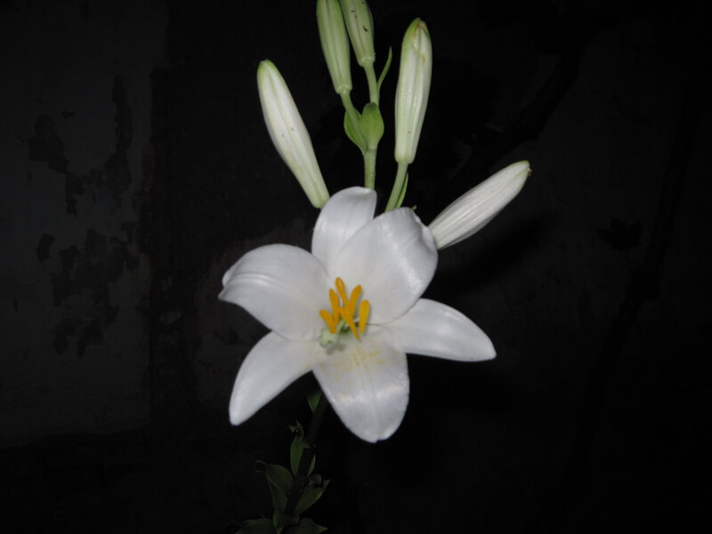 White Lily Flower — Dramatic, Night