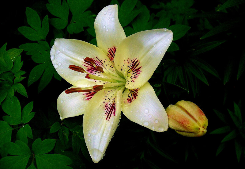 White Lily Flower — Dramatic, Photograph, Bud