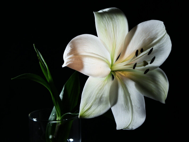 White Lily Flower — Dramatic, Photograph, Green Leaves