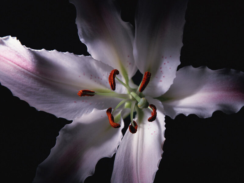 White Lily Flower — Dramatic, Photograph, Petals, Stamen, Anther, Pink