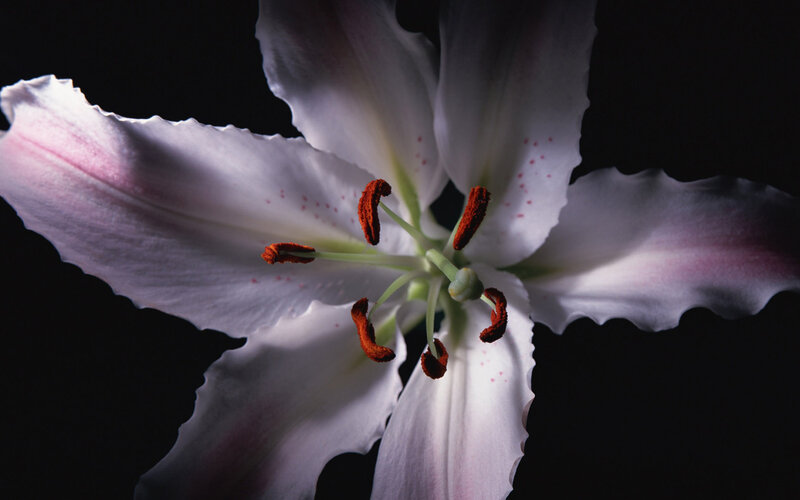White Lily Flower — Dramatic, Photograph, Petals, Stamen