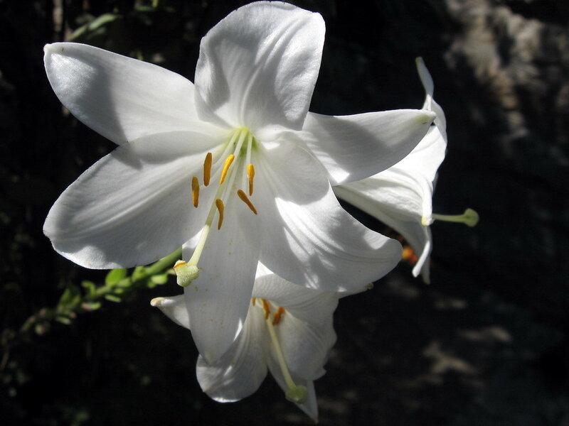 White Lily Flower — Dramatic, Photograph, Petals, Stamen, Yellow