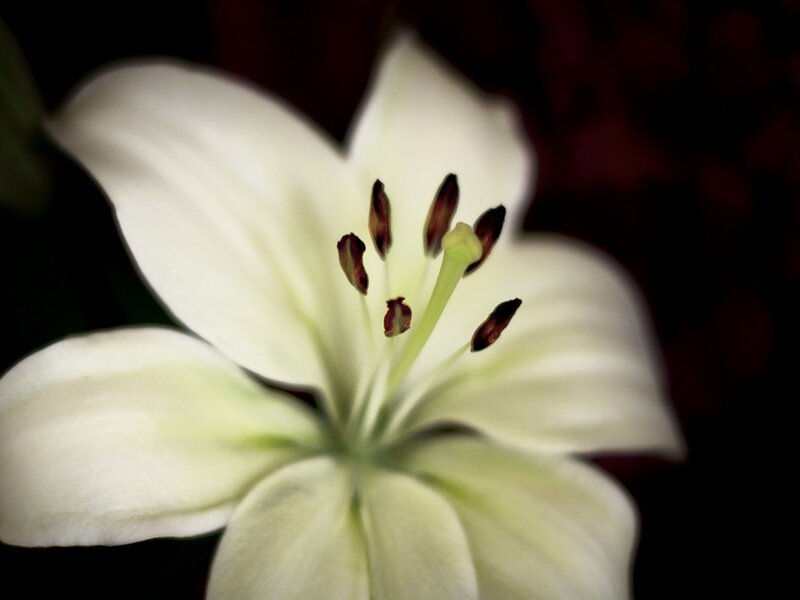 White Lily Flower — Dramatic, Photograph, Petals