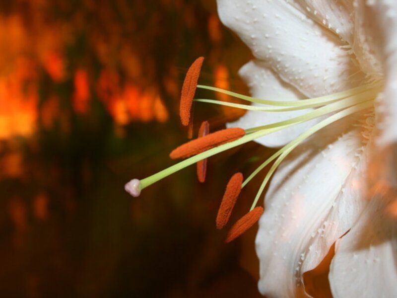 White Lily Flower — Dramatic, Photograph, Stamen, Petal, Background