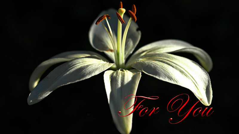 White Lily Flower — Dramatic, Photograph, Stamen, Petal, Dark Background