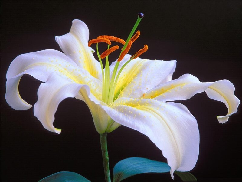 White Lily Flower — Dramatic, Photograph, Stamen, Petal, Leaf