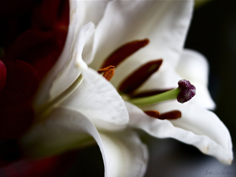 White Lily Flower — Dramatic, Photograph, Stamen, Petal