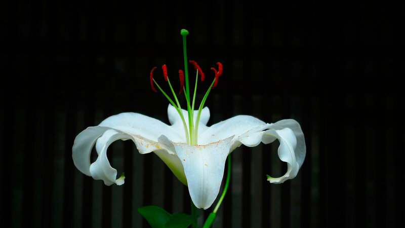 White Lily Flower — Dramatic, Photograph, Stamen, Petals