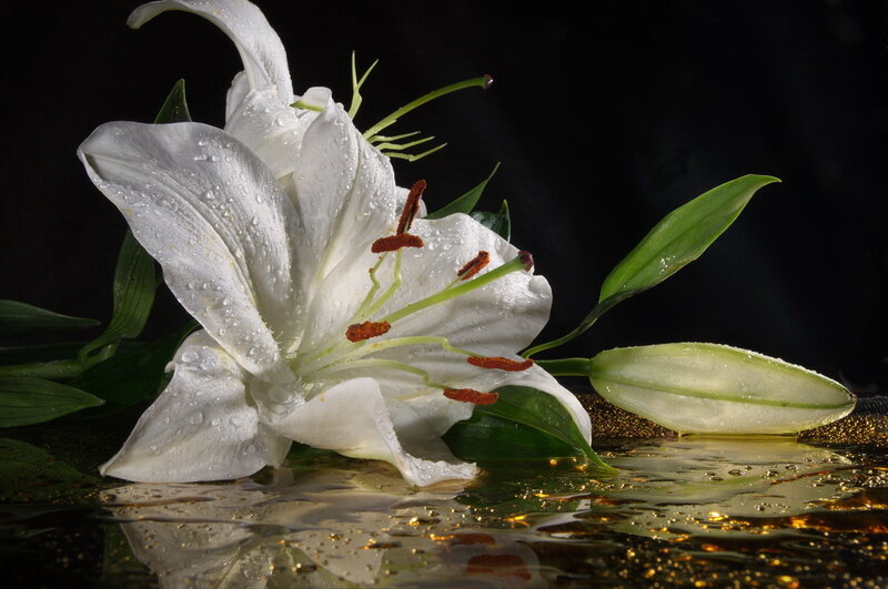 White Lily Flower — Dramatic, Photograph