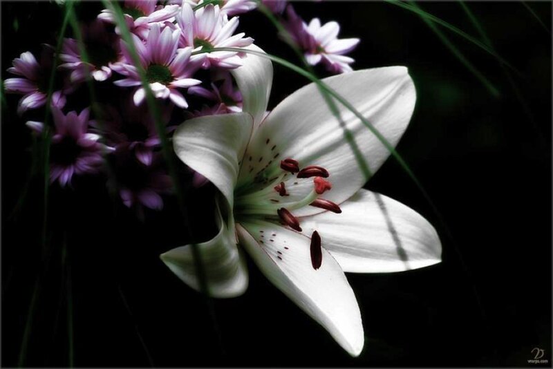 White Lily Flower — Dramatic