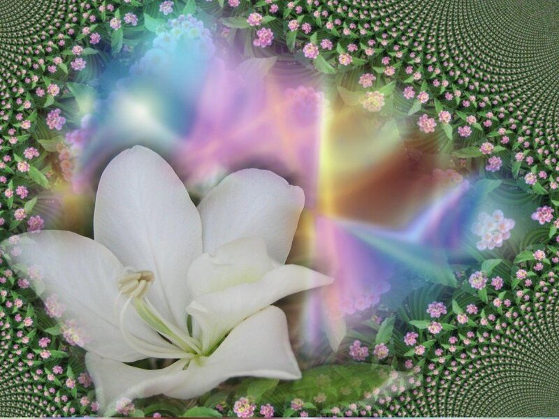 White Lily Flower — Ethereal