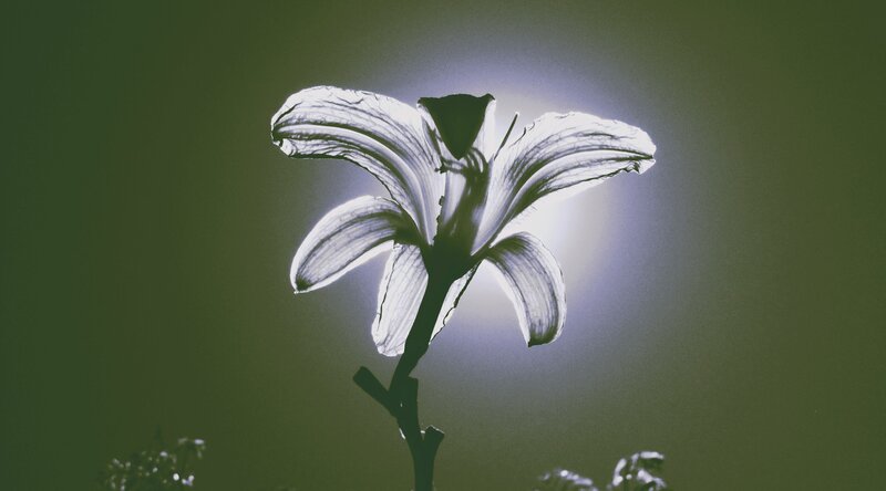 White Lily Flower — Green, Dramatic