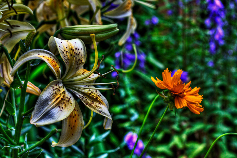 White Lily Flower — Green